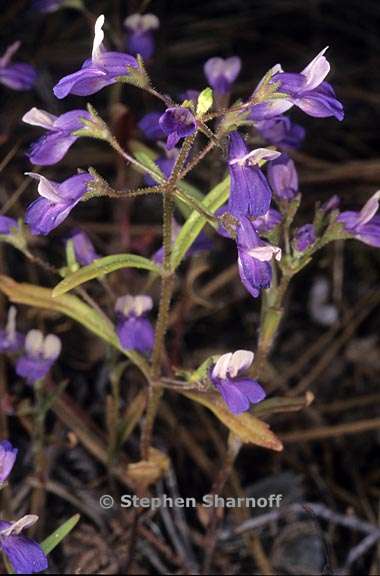 collinsia torreyi var torreyi 5 graphic